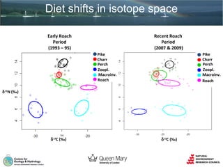 Diet shifts in isotope space
Early Roach
Period
(1993 – 95)

Recent Roach
Period
(2007 & 2009)
Pike
Charr
Perch
Zoopl.
Macroinv.
Roach

Pike
Charr
Perch
Zoopl.
Macroinv.
Roach
δ 15N (‰)

δ 13C (‰)

δ 13C (‰)

 