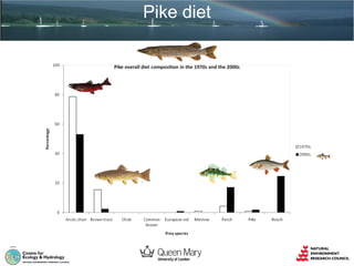 Pike diet

 