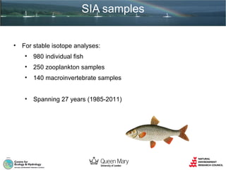 SIA samples
•

For stable isotope analyses:
•

980 individual fish

•

250 zooplankton samples

•

140 macroinvertebrate samples

•

Spanning 27 years (1985-2011)

 