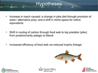 Hypotheses
•

Increase in roach caused: a change in pike diet through provision of
extra / alternative prey; and a shift in niche space for native
equivalents

•

Shift in routing of carbon through food web to top predator (pike)
from predominantly pelagic to littoral

•

Increased efficiency of food web via reduced trophic linkage

 