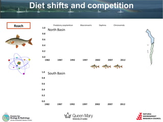 Diet shifts and competition
Roach

1.0

Predatory zooplankton

Macroinverts

Daphnia

Chironomids

North Basin

0.8
0.6
0.4
0.2
0.0
1982

1987

1992

Predatory zooplankton

1.0

1997

Macroinverts

2002

Daphnia

2007

2012

Chironomids

South Basin

0.8
0.6
0.4
0.2
0.0
1982

1987

1992

1997

2002

2007

2012

 