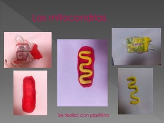 Las mitocondrias
Se realiza con plastilina
 