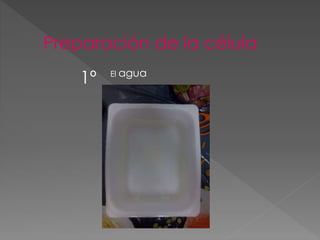 Preparación de la célula
1º El agua
 