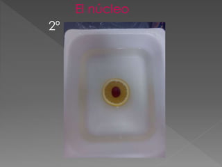 2º
El núcleo
 