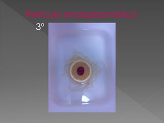 Retículo endoplasmático
3º
 