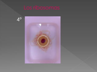 Los ribosomas
4º
 