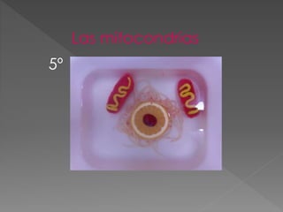 Las mitocondrias
5º
 