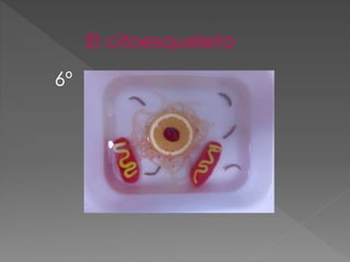 El citoesqueleto
6º
 