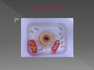 Los centriolos
7º
 