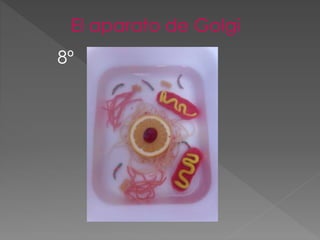 El aparato de Golgi
8º
 
