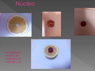 Se realiza el
núcleo de
naranja y el
ADN de uva
 