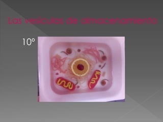 Las vesículas de almacenamiento
10º
 