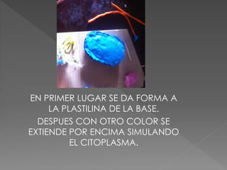 EN PRIMER LUGAR SE DA FORMA A
LA PLASTILINA DE LA BASE.
DESPUES CON OTRO COLOR SE
EXTIENDE POR ENCIMA SIMULANDO
EL CITOPLASMA.
 