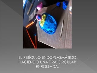 EL RETÍCULO ENDOPLASMÁTICO
HACIENDO UNA TIRA CIRCULAR
ENROLLADA.
 