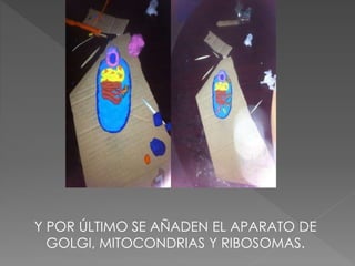 Y POR ÚLTIMO SE AÑADEN EL APARATO DE
GOLGI, MITOCONDRIAS Y RIBOSOMAS.
 