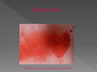Ribosomas
Se tinta arroz para realizar ribosomas
 