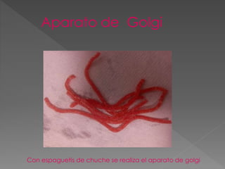 Aparato de Golgi
Con espaguetis de chuche se realiza el aparato de golgi
 