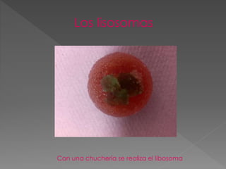 Los lisosomas
Con una chuchería se realiza el libosoma
 