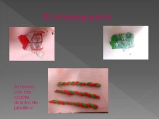 El citoesqueleto
Se realiza
con dos
colores
distintos de
plastilina
 