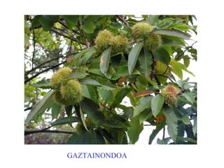 Gaztainondoa GAZTAINONDOA 