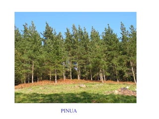 Insignis pinua PINUA 