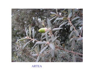 Artea ARTEA 
