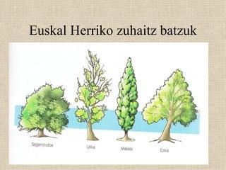 Euskal Herriko zuhaitz batzuk 