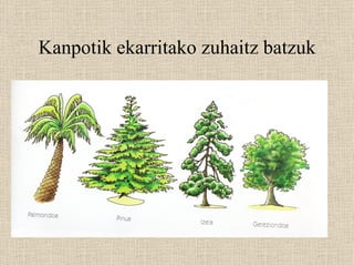 Kanpotik ekarritako zuhaitz batzuk 