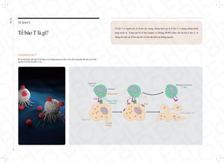 EHL
BIO
Tế bào T có nguồn gốc từ tế bào tủy xương, nhưng được gọi là tế bào T vì chúng trưởng thành
trong tuyến ức. Trong toàn bộ tế bào lympho, có khoảng 60-80% được cấu tạo bởi tế bào T, và
chúng tiêu diệt các tế bào ung thư với tính đặc hiệu của kháng nguyên.
TẾ BÀO T
TếbàoTlà gì?
Liệu pháp tế bào T
Đó là một tế bào biểu hiện TCR nhận ra một kháng nguyên cụ thể và tiêu diệt mang tính đặc hiệu các tế bào
ung thư và tế bào bị nhiễm vi-rút.
Target cell
Peptide
antigen
ClassⅠMHC
molecule
Cytotoxic
T cell
Perforin
Granzymes
Pore
Dying target cell
Released cytotoxic
T cell
CD8 TCR
15
 