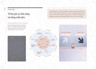 Tế bào gốc giúp tăng chức năng miễn dịch bị giảm như
ung thư, và làm cân bằng lại chức năng miễn dịch bị
tăng quá mức như dị ứng hoặc bệnh tự miễn, để duy trì
chức năng miễn dịch của cơ thể ở mức cân bằng
Liệu pháp tế bào gốc được coi là một mô hình điều trị mới trong các bệnh tự miễn nhờ đặc tính của
tế bào gốc là có khả năng điều hòa miễn dịch và tái tạo mô. Việc sử dụng tế bào gốc tự thân trong
các bệnh tự miễn có ưu điểm là giảm việc sử dụng các thuốc ức chế miễn dịch mạnh đang được sử
dụng thông qua việc điều hòa miễn dịch, giảm triệu chứng, và tái tạo các cơ quan bị tổn thương.
TẾ BÀO GỐC
Tếbàogốc cóchức năng
cânbằngmiễndịch.
Chức năng cân bằng miễn dịch của tế bào gốc
M1 plarization ↓
M2 polariztion ↑
TSG-6 IL-1Ra
IL-10 TGFβ
IDO PGE2
Complement C3
CCL2 IL-1Ra
IDO PGE2
IDO PGE2
HLA-G5
NO HLA-G5
IDO PGE2
Cell-Cell contact
IL-10
TGFβ
SOD3
PGE2 M-CSF
IL-6 IL-10
TGFβ PGE2
Activation ↓
Differentiation ↓
Proliferation ↓
Activation ↓
Differentiation ↓
Proliferation ↓
Activation ↓
Proliferation ↓
Activation ↓
Generation ↑
Activation ↓
Mutation ↓
Activation ↓
Miễn dịch suy yếu : ung thư
Bệnh tự miễn
Miễn dịch thái quá: dị ứng
Viêm nhiễm mãn tính
B
ạ
c
h
c
ầ
u
t
r
u
n
g
t
í
n
h
Đại thực bào
Béo phì
T
ế
b
à
o
t
u
a
N
K
T
h
ỗ
t
r
ợ
T
B
N
e
t
r
o
p
h
i
l
Macrophage Mast cell
D
e
n
d
r
i
t
i
c
c
e
l
l
N
a
t
u
r
e
k
i
l
l
e
r
c
e
l
l
T
r
e
g
u
l
a
t
o
r
y
c
e
l
l
E
f
f
e
c
t
o
r
T
c
e
l
l
B
c
e
l
l
17
EHL
BIO
 