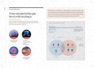 EHL
BIO
07
Miễn dịch là bảo vệ cơ thể chống lại các chất bên ngoài hoặc các chất tự sinh bên trong. Thông
thường, chúng giúp cơ thể loại bỏ các chất lạ để tăng đường miễn dịch và loại bỏ tế bào ung thư để
duy trì sức khỏe. Tuy nhiên, nếu miễn dịch suy yếu thì sẽ xảy ra các bệnh truyền nhiễm mãn tính
hoặc ung thư, còn nếu miễn dịch làm việc thái quá sẽ gây dị ứng hoặc các bệnh tự miễn.
Thực bào
Miễndịchbẩmsinh
Miễndịchcóđượctừkhisinhra,
làmiễndịchtựnhiêncótínhđặc
hiệu.
(Vídụ:hiệntượngtựchảynước
mắtkhicóbụivàomắt)
Miễndịchthuđược
Miễn dịch được hình thành trong
quá trình đối ứng với thể gây bệnh, chúng
dần được luyện tập và ghi nhớ lại phản
ứngghinhớcótínhđặchiệu.
TếbàoT
TếbàoTCD4 TếbàoTCD8
TếbàoB
TếbàoNK
TếbàoγδT
Đạithựcbào
Bạchcầuhạt Tếbàotuagai
Trình diện kháng nguyên
<Tế bào T gây độc>
Tiêu diệt tế bào lạ,
Miễn dịch mang tính tế bào
<Tế bào T hỗ trợ>
Hoạt tính hóa Th1 - CTL và đại thực bào
Hoạt tính hóa Th2- Tế bào B và kích
thích sản xuất kháng thể và kích thích
sản xuất kháng thể miễn dịch mang tính
dịch thể
Tiêu diệt tế bào lạ Sản sinh kháng thể
Trình diện kháng nguyên và tiêu diệt tế bào
PHÂN LOẠI TẾ BÀO MIỄN DỊCH
TẾ BÀO MIỄN DỊCH
Tếbàomiễndịchlà tế bào giúp
bảovệ cơthể của chúng ta.
Phân loại tế bào miễn dịch
Các tế bào miễn dịch bao gồm đại thực bào, tế bào NK , tế bào B liên quan đến khả năng miễn
dịch bẩm sinh, và tế bào T, tế bào B liên quan đến khả năng miễn dịch thu được, tế bào đuôi gai
và tế bào T gamma delta tham gia vào cả hai phản ứng.
Tấn công và tiêu diệt tế bào
bị nhiễm virut hoặc tế bào
gây ra ung thư
•Nuốt vi khuẩn
•Xử lý chất lạ và chất thải
•Trình diện kháng nguyên
kháng virus
•Điều trị chống ung thư
Sản xuất kháng thể
Tế bào NK Đại thực bào
Tế bào tua
Tế bào trình diện kháng
nguyên mạnh nhất chống lại
tế bào ung thư
Tế bào Lympho B
 