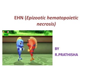 EHN (Epizootic hematopoietic
necrosis)
BY
R.PRATHISHA
 