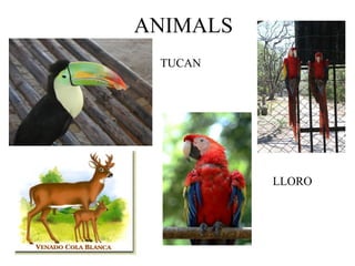 ANIMALS TUCAN LLORO