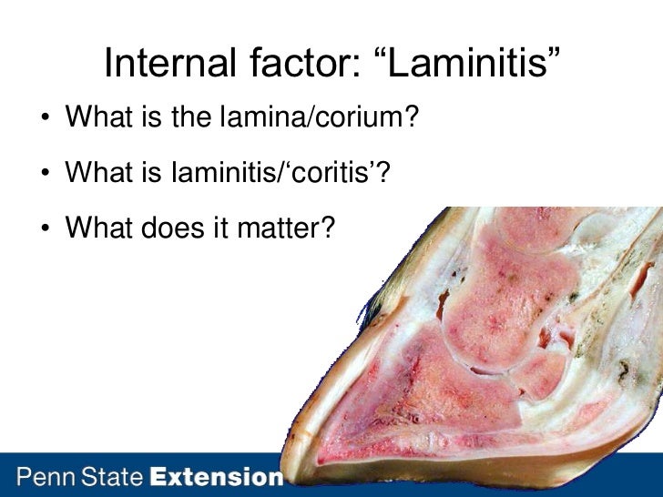 Lameness, Hoof, and Leg Issues in Dairy Cattle Ernest Hovingh