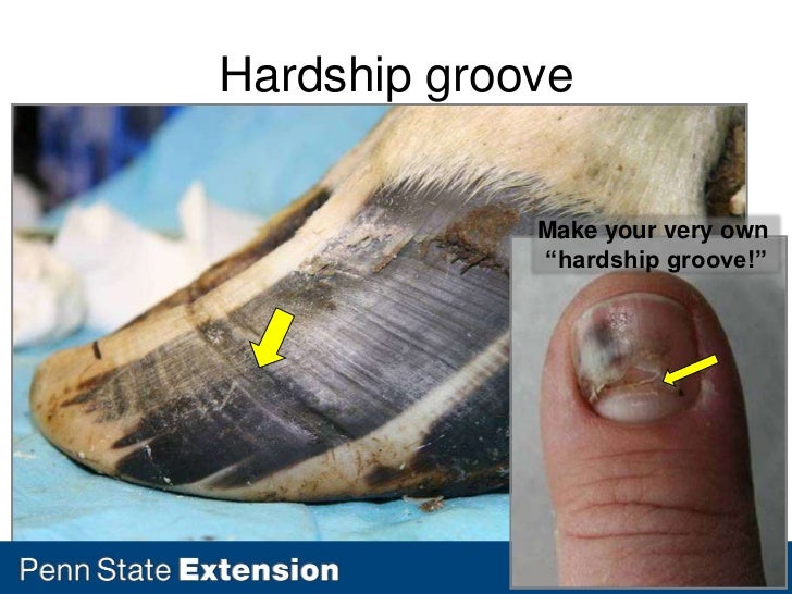 Lameness, Hoof, and Leg Issues in Dairy Cattle Ernest Hovingh