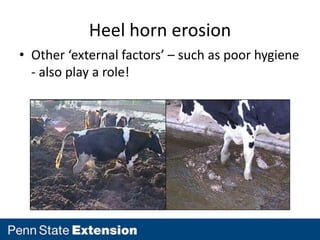 Heel horn erosion
• Other ‘external factors’ – such as poor hygiene
  - also play a role!
 