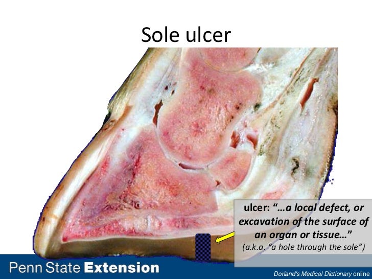 Lameness, Hoof, and Leg Issues in Dairy Cattle Part 2