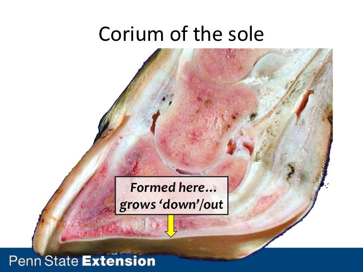 Lameness, Hoof, and Leg Issues in Dairy Cattle Part 2