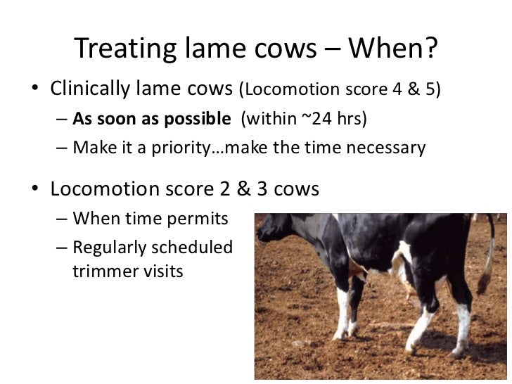 Lameness, Hoof, and Leg Issues in Dairy Cattle Part 2