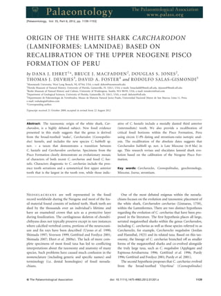 ORIGIN OF THE WHITE SHARK CARCHARODON
(LAMNIFORMES: LAMNIDAE) BASED ON
RECALIBRATION OF THE UPPER NEOGENE PISCO
FORMATION OF PERU
by DANA J. EHRET1
*, BRUCE J. MACFADDEN2
, DOUGLAS S. JONES2
,
THOMAS J. DEVRIES3
, DAVID A. FOSTER4
and RODOLFO SALAS-GISMONDI5
1
Monmouth University, West Long Branch, NJ, 07764, USA; e-mail: dehret@monmouth.edu
2
Florida Museum of Natural History, University of Florida, Gainesville, FL 32611, USA; e-mails: bmacfadd@ﬂmnh.uﬂ.edu, dsjones@ﬂmnh.uﬂ.edu
3
Burke Museum of Natural History and Culture, University of Washington, Seattle, WA 98195, USA; e-mail: tomdevrie@aol.com
4
Department of Geological Sciences, University of Florida, Gainesville, FL 32611, USA; e-mail: dafoster@uﬂ.edu
5
Departmento de Paleontologia de Vertebrados, Museo de Historia Natural Javier Prado, Universidad Nacional Mayor de San Marcos, Lima 11, Peru;
e-mail: rodsalasgis@yahoo.com
*Corresponding author.
Typescript received 21 October 2009; accepted in revised form 22 August 2012
Abstract: The taxonomic origin of the white shark, Car-
charodon, is a highly debated subject. New fossil evidence
presented in this study suggests that the genus is derived
from the broad-toothed ‘mako’, Carcharodon (Cosmopolito-
dus) hastalis, and includes the new species C. hubbelli sp.
nov. – a taxon that demonstrates a transition between
C. hastalis and Carcharodon carcharias. Specimens from the
Pisco Formation clearly demonstrate an evolutionary mosaic
of characters of both recent C. carcharias and fossil C. has-
talis. Characters diagnostic to C. carcharias include the pres-
ence tooth serrations and a symmetrical ﬁrst upper anterior
tooth that is the largest in the tooth row, while those indic-
ative of C. hastalis include a mesially slanted third anterior
(intermediate) tooth. We also provide a recalibration of
critical fossil horizons within the Pisco Formation, Peru
using zircon U-Pb dating and strontium-ratio isotopic anal-
ysis. The recalibration of the absolute dates suggests that
Carcharodon hubbelli sp. nov. is Late Miocene (6–8 Ma) in
age. This research revises and elucidates lamnid shark evo-
lution based on the calibration of the Neogene Pisco For-
mation.
Key words: Carcharocles, Cosmopolitodus, geochronology,
Miocene, Isurus, strontium.
Neoselachians are well represented in the fossil
record worldwide during the Neogene and most of the fos-
sil material found consists of isolated teeth. Shark teeth are
shed by the thousands over an individual’s lifetime and
have an enameloid crown that acts as a protective layer
during fossilization. The cartilaginous skeleton of chondri-
chthyans does not typically preserve except in rare instances
where calciﬁed vertebral centra, portions of the neurocrani-
um and ﬁn rays have been described (Uyeno et al. 1990;
Shimada 1997; Siverson 1999; Gottfried and Fordyce 2001;
Shimada 2007; Ehret et al. 2009a). The lack of more com-
plete specimens of most fossil taxa has led to conﬂicting
interpretations about the taxonomy and anatomy of many
species. Such problems have caused much confusion in the
nomenclature (including generic and speciﬁc names) and
terminology (i.e. dental homologies) of fossil neosela-
chians.
One of the most debated enigmas within the neosela-
chians focuses on the evolution and taxonomic placement of
the white shark, Carcharodon carcharias (Linnaeus, 1758),
within the Lamniformes. There are two distinct hypotheses
regarding the evolution of C. carcharias that have been pro-
posed in the literature. The ﬁrst hypothesis places all large,
serrated megatoothed sharks within the genus Carcharodon,
including C. carcharias as well as those species referred to as
Carcharocles, for example, Carcharocles megalodon (Jordan
and Hannibal, 1923) and its related taxa. Based on this tax-
onomy, the lineage of C. carcharias branched off as smaller
forms of the megatoothed sharks and co-evolved alongside
the truly large taxa, such as C. megalodon (Applegate and
Espinosa-Arrubarrena 1996; Gottfried et al. 1996; Purdy
1996; Gottfried and Fordyce 2001; Purdy et al. 2001).
The second hypothesis proposes that C. carcharias evolved
from the broad-toothed ‘Oxyrhina’ (Cosmopolitodus)
[Palaeontology, Vol. 55, Part 6, 2012, pp. 1139–1153]
ª The Palaeontological Association doi: 10.1111/j.1475-4983.2012.01201.x 1139
 