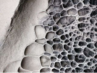 Ehundurak ala testurak