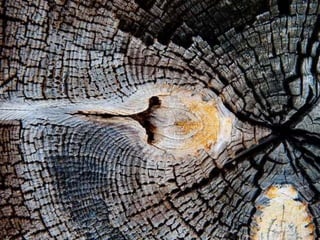 Ehundurak ala testurak