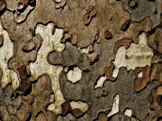 Ehundurak ala testurak