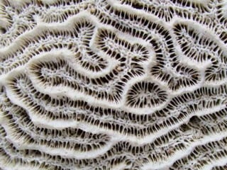 Ehundurak ala testurak