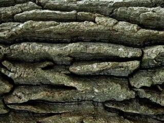 Ehundurak ala testurak