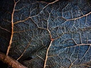 Ehundurak ala testurak