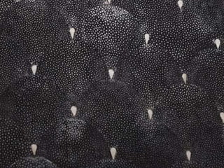 Ehundurak ala testurak