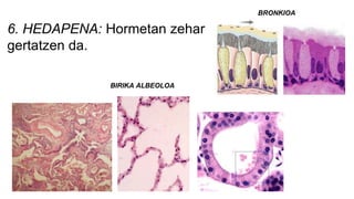 6. HEDAPENA: Hormetan zehar
gertatzen da.
BIRIKA ALBEOLOA
BRONKIOA
 