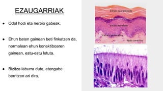 EZAUGARRIAK
● Odol hodi eta nerbio gabeak.
● Ehun baten gainean beti finkatzen da,
normalean ehun konektiboaren
gainean, estu-estu lotuta.
● Bizitza laburra dute, etengabe
berritzen ari dira.
 