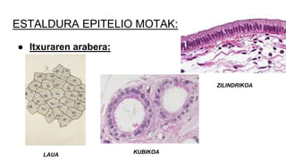 ESTALDURA EPITELIO MOTAK:
● Itxuraren arabera:
LAUA
ZILINDRIKOA
KUBIKOA
 